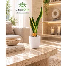 Bitkitürk Ithal Sansaveria Peygamber Kılıcı Beton Saksıda 40+ cm Dekoratif Iç Mekan Bitkisi
