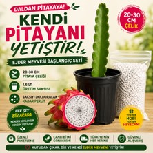 Taber Kendi Pitayanı Yetiştir! Ejder Meyvesi Başlangıç Seti 20-30 cm Çelik + 1,6 L Saksı + Perlit