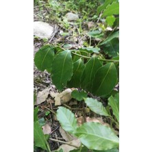 450 Gram Taze Defne Yaprağı – Doğal Aromatik Defne Yaprağı 🌿