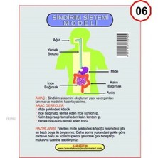 Kareeğitim KAR-1003 Sindirim Sistemi