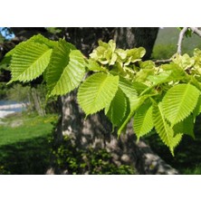 Bahçevilya Karaağaç Fidanı 1-2 Yaş Arası [ulmus Glabra] Saksılı Tüplü
