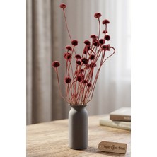 Yapay Çiçek Sitesi Kuru Çiçek Doğal Papatya Otu 48CM Bordo