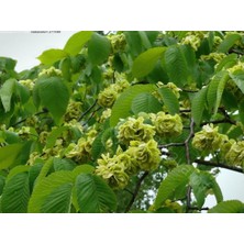 Doğaşık Karaağaç Fidanı (Ulmus Glabra) – 1-2 Yaş Arası