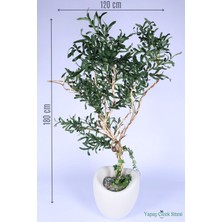Yapay Çiçek Sitesi Fiber Saksıda Bonsai Gövdeli Premium Yapay Zeytin Ağacı 180 cm