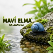 Moss Akvaryum Mavi Elma Salyangoz 2 Adet
