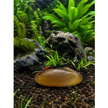 Moss Akvaryum Tatlı Su Altın Midyesi (Gold) 3-5 cm