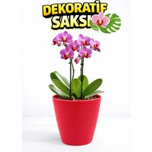 Plant-Home Dekoratif Saksı 12,5 cm | Canlı Kırmızı Renk | 1,25 Litre | Orkide ve Salon Bitkileri Için