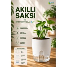 Plant-Home Akıllı Saksı Kendini Sulayan Saksı Otomatik Sulama Sistemli Su Hazneli Dekoratif Saksı 2 Litre