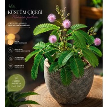 Lotus Botanik Küstüm Çiçeği (Mimosa pudica) – Saksıda Canlı Bitki, Dekoratif Hassas Yapraklı Ev Ofis Bitkisi