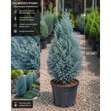 Lotus Botanik Elvudi Çamı - Canlı Bitki (Chamaecyparis lawsoniana ‘Ellwoodii’) | 50–60 cm