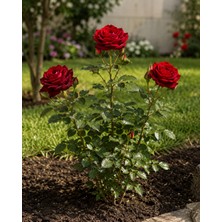 Lotus Botanik Yediveren Kırmızı Gül Fidanı Saksılı Aşılı 45-55CM