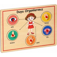 166/167 Ahşap Tutmalı Organlar