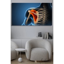 Şehzat Panoramik Yatay Kanvas Duvar Tablosu Fizyoterapist Ortopedi Travmatoloji Klinik Omuz Anatomisi