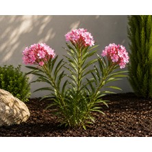Lotus Botanik 10 Adet Karışık Pembe Ve Beyaz Zakkum Çalısı (Nerium oleander) - Saksıda Canlı Dış Mekan Süs Bitkisi