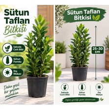 Lotus Botanik 10 Adet Sütun Taflan Fidanı (Euonymus japonicus) 25-30  cm Saksıda Canlı Bitki