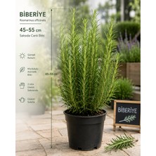 Lotus Botanik Biberiye Fidanı 40-45 cm Saksılı Canlı Bitki Kokulu Aromatik Bahçe Balkon Bitkisi