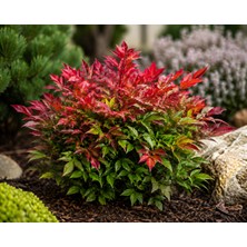 Lotus Botanik Nandina Fidanı 20-25 cm Saksıda Canlı Bitki Kırmızı Yapraklı Dekoratif Bahçe Bitkisi