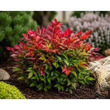 Lotus Botanik 10 Adet Nandina Fidanı 20-25 cm Saksıda Canlı Bitki Kırmızı Yapraklı Dekoratif Bahçe Bitkisi