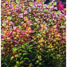 AKS Rotala Macrandra Mini Pink Akvaryum Bitkileri Akvaryum Bitkisi 5 Dal