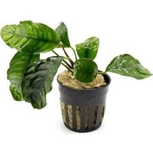 Anubias Coffeefolia Compact Saksı Canlı Bitki