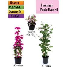 AKS Bitkim Sende Pembe Begonvil, Kokulu Hanımeli Çiçeği, Telgraf Çiçeği 3'lü Peyzaj Seti