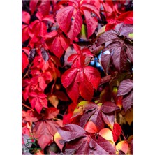 AKS Serada Decor & Plant Yayılıcı Duvar Sarmaşığı, 4 Adet Tüplü, 55-80 Cm, Kırmızı, Soğuğa Dayanıklı