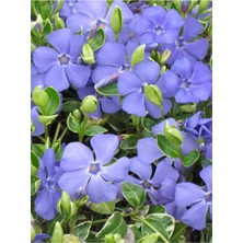 Gardenbox Vinca Mor Renk Cezayir Menekşesi 20-40CM Saksılı