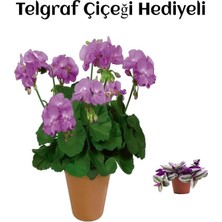 AKS Nura Botanik Mor Renk Sardunya Fidanı, Hediyelik, Telgraf Hediyeli