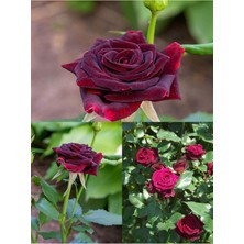 Gardenbox Bordo Yediveren Kokulu Gül Fidanı, 25-50 Cm, 2 Adet, Saksılı Aşılı Gül