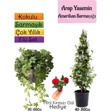 AKS Nura Botanik Arap Yasemini, Amerikan Sarmaşığı, Mini Gül 3'lü Bahçe Seti