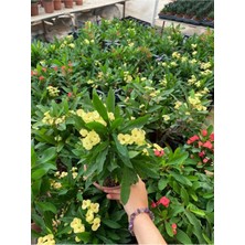 Nura Botanik Yellow Euphorbia Milii Sarı Renk Dikenler Tacı Çiçeği, 1 Adet Saksılı, 20-30CM