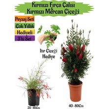 AKS Nura Botanik Kırmızı Fırça Çalısı, Kırmızı Mercan Çiçeği, Itır Çiçeği Hediyeli Peyzaj Seti, 3'lü Set