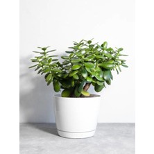 Gardenbox Para Çiçeği Ağacı, Crassula, 10-40 Cm, 1 Adet Saksılı Iç/dış Mekan Bitkisi