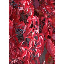 Serada Decor & Plant Canlı Saksılı Duvar Sarmaşığı, Kışın Kırmızı Renkli, 55-80 Cm, Bahçe Bitkisi