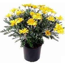 Videolu Sarı Çalı Papatyası 25-40 cm Saksılı Çiçekli Bodur Bitkiler (Euryops Pectinatus), BTS222