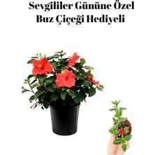 AKS Nura Botanik Kırmızı Japon Gülü Çiçeği, Buz Çiçeği Hediyeli, Kadınlar Gününe Özel Hediyelik