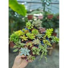 Videolu Karışık Sukulent Kaktüs Seti 3 Adet Saksılı 5-10CM Özel Tür(Haworthia Fasciata)