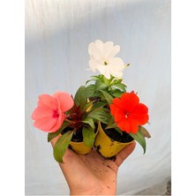 AKS Gardenbox Cam Güzeli Çiçeği, 2 Adet, 10-15 Cm, Tüplü, Çiçekli Bodur Bitkiler, Karışık Renkler