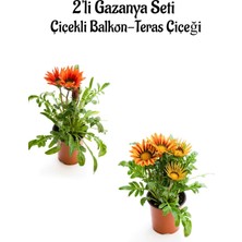 Bitkim Sende Gazanya Çiçeği, 2 Adet Saksılı, 10-20 Cm, Kırmızı-Turuncu-Sarı, Balkon-Teras Çiçeği