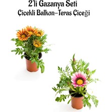Serada Decor & Plant Gazanya Çiçeği, 2 Adet Saksılı, 10-20 Cm, Turuncu Sarı-Pembe Beyaz, Bahçe Balkon Çiçeği