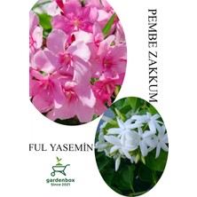 Nura Botanik Pembe Zakkum Fidanı Saksılı 30-60CM, Ful Yasemin Çiçeği 30-50CM, Çok Renkli, Set