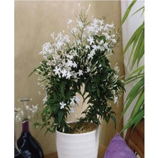 AKS Nura Botanik Çin Yasemini Kokulu Beyaz Renkli (30-60 Cm) Jasminum Polyanthum