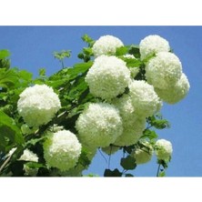 AKS Gardenbox Çınar Kartopu Çiçeği Fidanı, 60 Cm, Beyaz