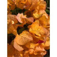Nura Botanik Sarı Renk Begonvil Çiçeği, 30-40 cm Saksılı Çiçekli Bodur Bitkiler, Bougainvillea