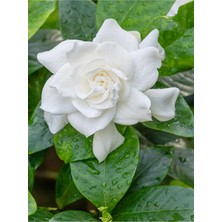 Gardenbox Gardenya Çiçeği, Saksılı, 30-40CM, Beyaz, Mis Kokulu Masa Çiçeği