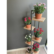 AKS Nura Botanik Karanfil Çiçeği, 6 Renk (Kırmızı, Beyaz, Açık Pembe, Koyu Pembe, Fuşya, Alacalı), 15-25 Cm, Tüplü