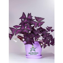 AKS Mor Uyku Çiçeği 1 Adet Dış/iç Mekan Çiçeği 20-30CM