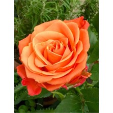 Gardenbox Ponpon Yediveren Turuncu Saksılı Gül Fidanı, 60-80 Cm, 2 Adet