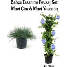 Nura Botanik Mavi Çim ve Mavi Yasemini Çiçeği Bahçe Seti, 2 Adet Saksılı, 10-20 cm
