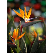 Videolu Starliçe Cennet Kuşu Çiçeği Turna Gagası 1 Adet Saksılı Iç Mekan Ofis Bitkisi (Strelitzia)